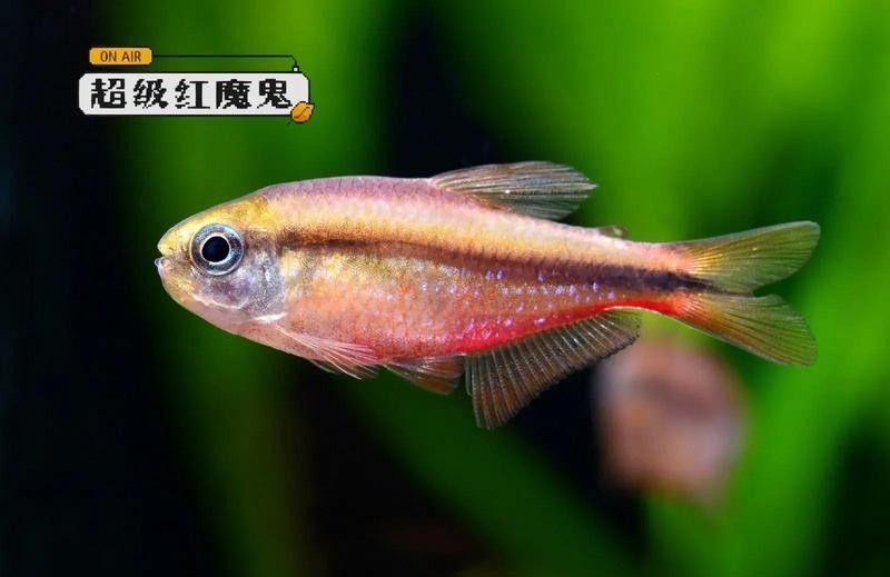 超級紅魔鬼魚飼養指南:超級紅魔鬼魚繁殖及飼養方法，原來紅魔鬼魚長這樣