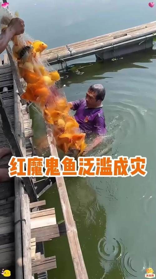 超級紅魔鬼魚飼養指南:超級紅魔鬼魚繁殖及飼養方法，原來紅魔鬼魚長這樣