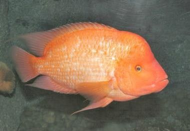 超級紅魔鬼魚飼養指南:超級紅魔鬼魚繁殖及飼養方法，原來紅魔鬼魚長這樣