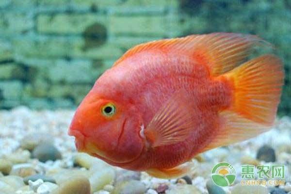 超級紅魔鬼魚飼養指南:超級紅魔鬼魚繁殖及飼養方法，原來紅魔鬼魚長這樣