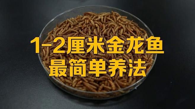 吉陽金龍魚的三個簡單步驟，吉陽金龍魚最簡單三個步驟飼養金龍魚最簡單三個步驟