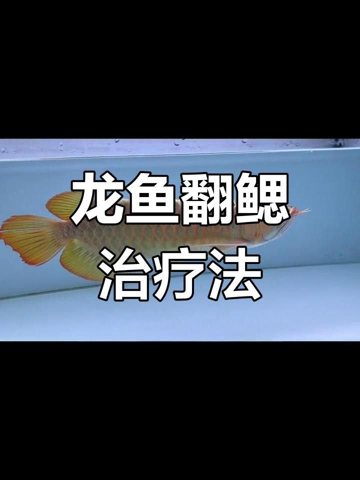 龍魚翻腮怎么辦三木教你快速恢復龍魚翻腮的四大原因，如何在家輕松治療紅龍翻腮