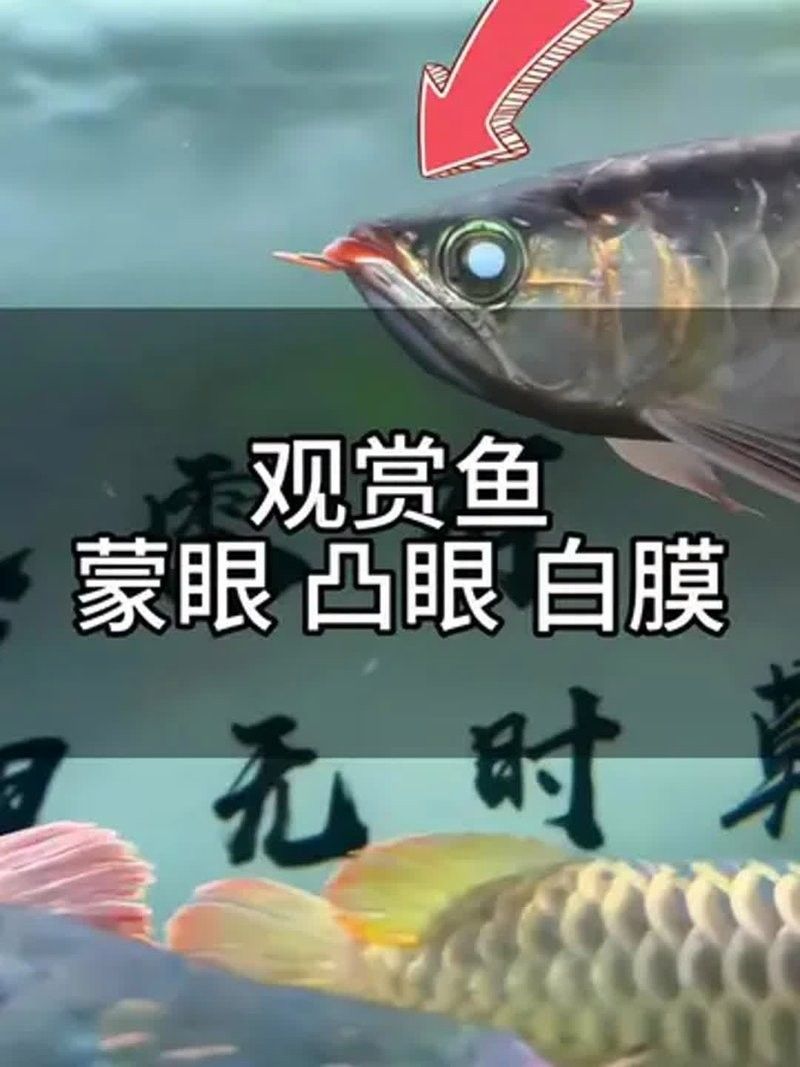 魚眼睛出現白色凸起怎么辦？，養魚筆記第3季104集嗶哩嗶哩嗶哩嗶哩瑪麗魚眼睛發白怎么回事