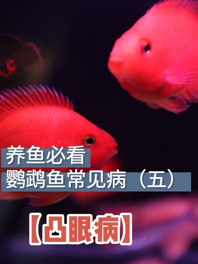 魚眼睛出現白色凸起怎么辦？，養魚筆記第3季104集嗶哩嗶哩嗶哩嗶哩瑪麗魚眼睛發白怎么回事
