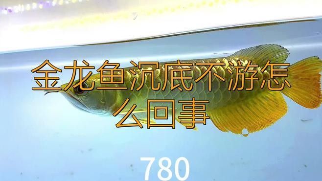 龍魚懸停不游動怎么回事，寵寵生物志第291話龍魚懸停不游動怎么回事