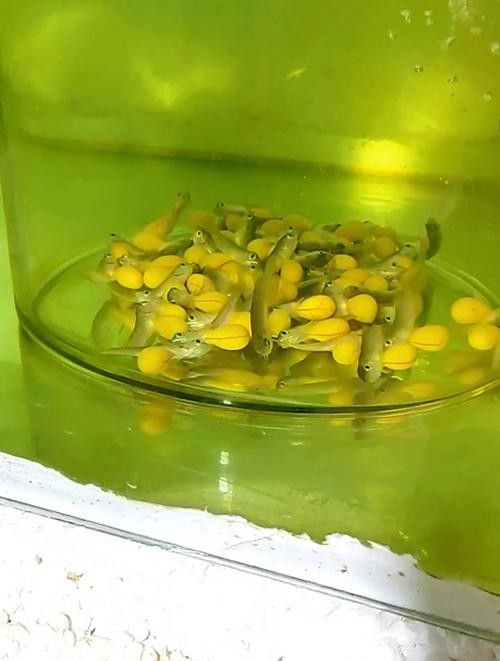 龍魚苗1-2厘米長寬，1-2厘米的龍魚苗圖片