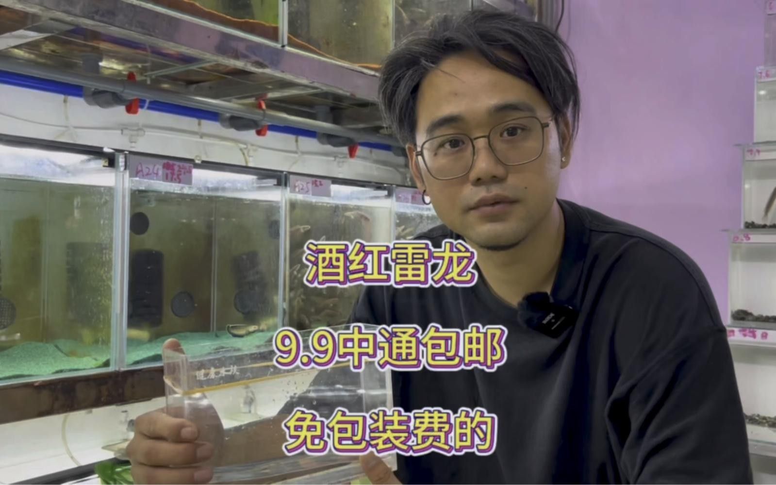 龍魚苗1-2厘米長寬，1-2厘米的龍魚苗圖片