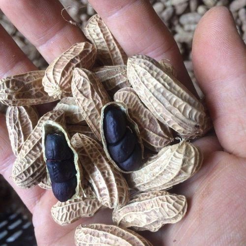 魚頭紅了好像充血是什么原因，魚頭充血是怎么回事？