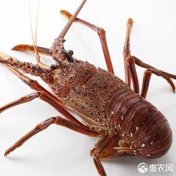 墨西哥紅龍魚多少錢一只江月行客回顧108萬買一條魚，墨西哥紅龍的價格波動大嗎