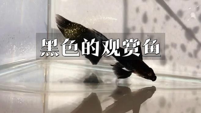 十大常見黑色魚排名威海藝界領航姐黑色觀賞魚排名，十大常見的黑色魚類