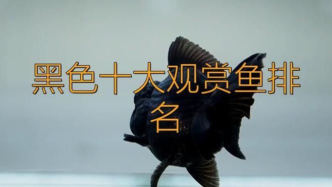十大常見黑色魚排名威海藝界領航姐黑色觀賞魚排名，十大常見的黑色魚類