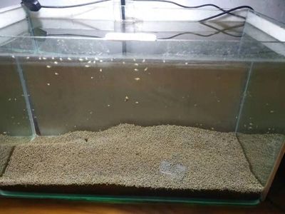 新加坡半號紅龍魚的價格及購買指南，坡半號紅龍魚價格及購買指南