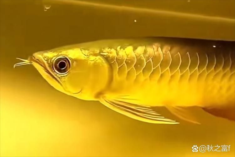 磐石金龍魚有哪些獨(dú)特的特征？，磐石金龍魚是什么魚？