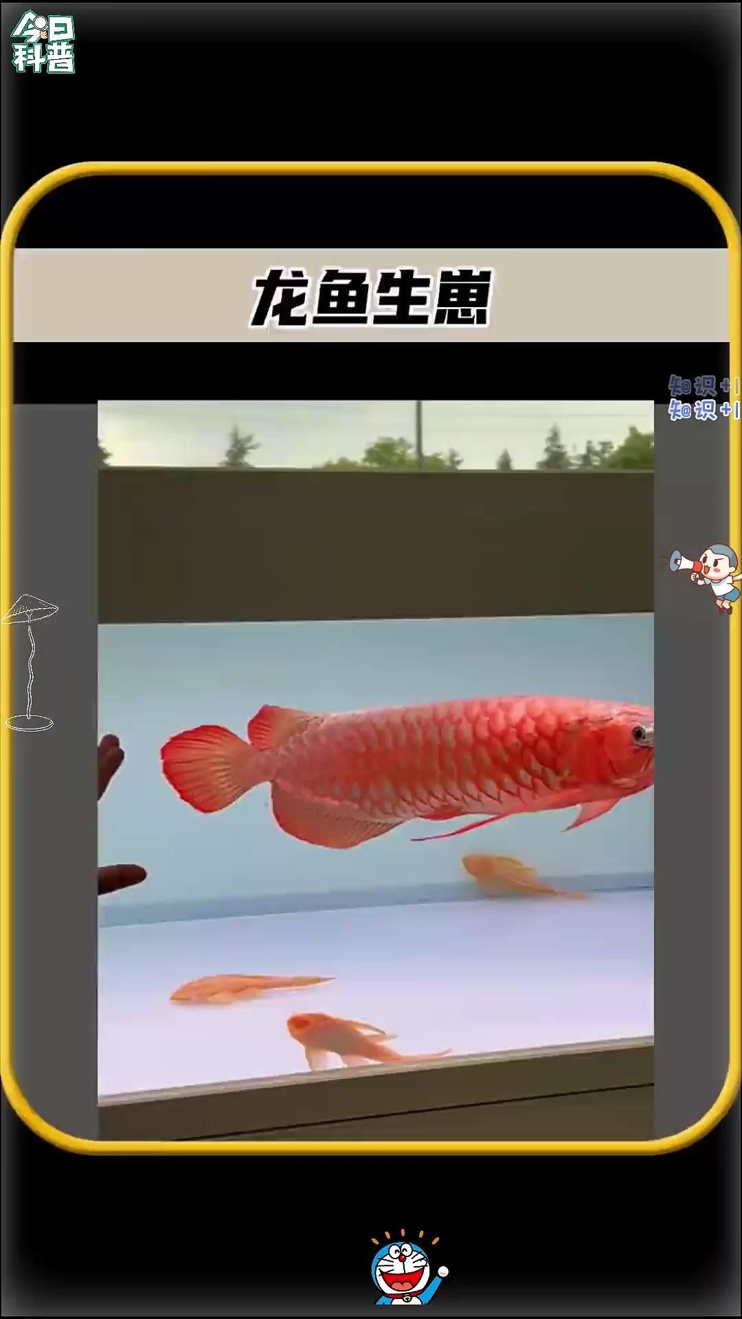 富川龍魚的生活習(xí)性與養(yǎng)護(hù)技巧，“富川龍魚”三招讓它們健康長壽全民小視頻