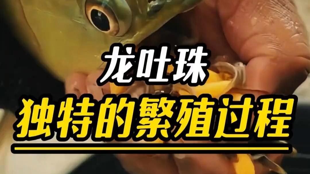 富川龍魚的生活習(xí)性與養(yǎng)護(hù)技巧，“富川龍魚”三招讓它們健康長壽全民小視頻