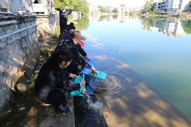 富川龍魚的生活習(xí)性與養(yǎng)護(hù)技巧，“富川龍魚”三招讓它們健康長壽全民小視頻
