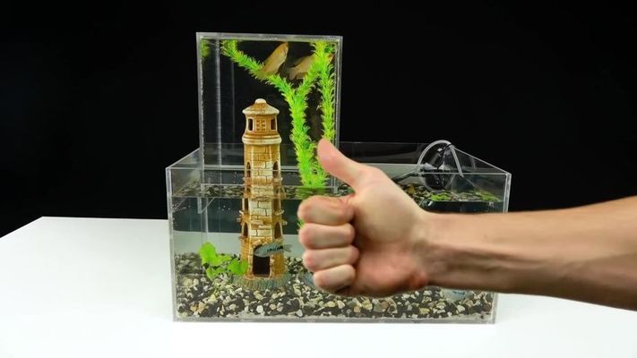 重慶魚缸適合養什么魚？，重慶魚缸適合養什么魚品種