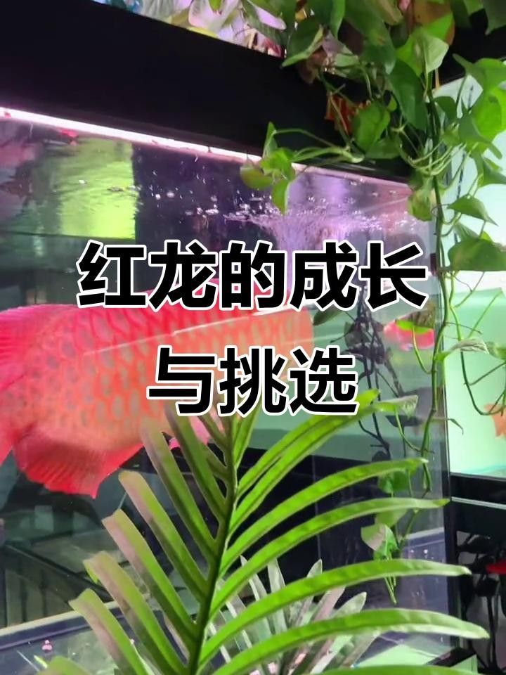 龍魚如何長(zhǎng)大個(gè)愛奇藝,紅龍魚價(jià)格及圖片欣賞大全，紅龍魚如何長(zhǎng)大個(gè)愛奇藝紅龍魚幾年長(zhǎng)到60公分起航