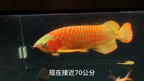 龍魚如何長(zhǎng)大個(gè)愛奇藝,紅龍魚價(jià)格及圖片欣賞大全，紅龍魚如何長(zhǎng)大個(gè)愛奇藝紅龍魚幾年長(zhǎng)到60公分起航