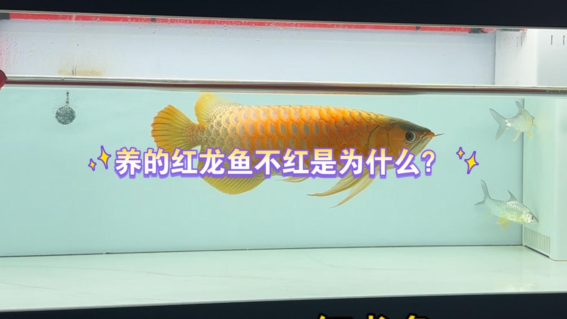 納雍紅龍魚的飼養和發色信息，紅龍魚多大發色趙老師星火課堂紅龍魚上色以及燈光使用秘密