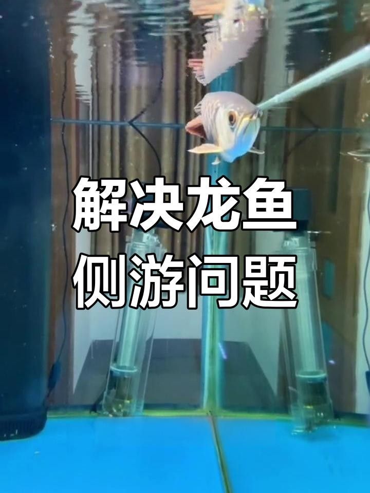 龍魚側(cè)游是一種常見的現(xiàn)象，養(yǎng)龍魚要怎樣調(diào)水質(zhì)以及注意事項