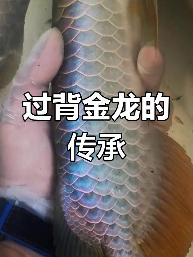 過背金龍魚是雜牌子還是雜牌子，過背金龍魚的真假，如何區分過背金龍魚是雜牌子還是名牌？