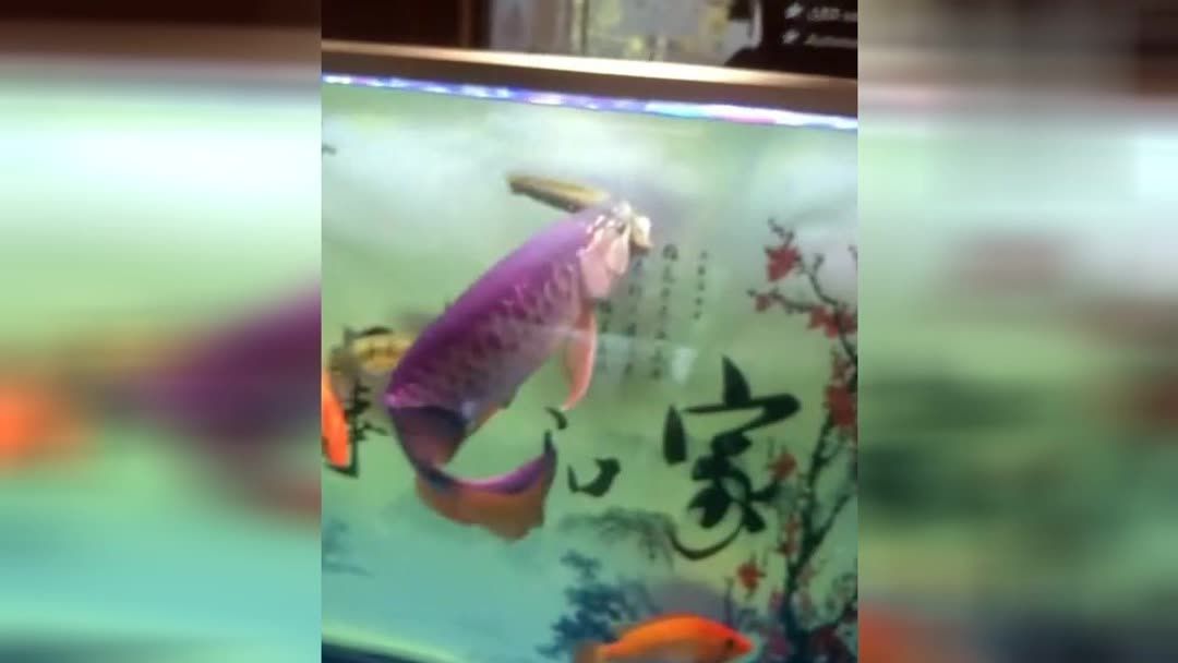 龍魚和金龍魚哪個好，長壽花和金龍魚哪個品種最好