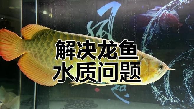 新手養龍魚必知十大技巧，輕松搞定水質問題，20-30公分龍魚飼養技巧與注意事項