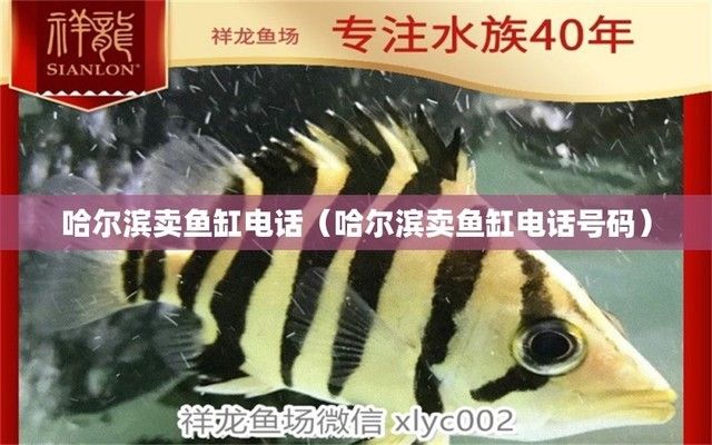 金龍魚的價格一般多少錢一包，招財金龍魚一條在900元左右的金龍魚一條在900元左右