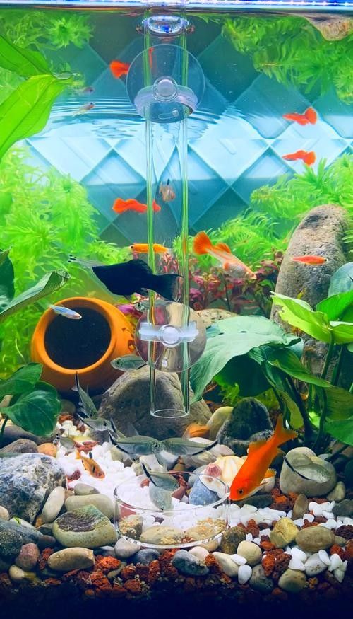 網評最好吃的“5種魚”，吃過三種的是土豪，網評最好吃的“5種魚”,吃過三種的是土豪,全吃過的沒幾個老弟兒說美食