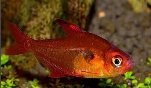 網評最好吃的“5種魚”，吃過三種的是土豪，網評最好吃的“5種魚”,吃過三種的是土豪,全吃過的沒幾個老弟兒說美食