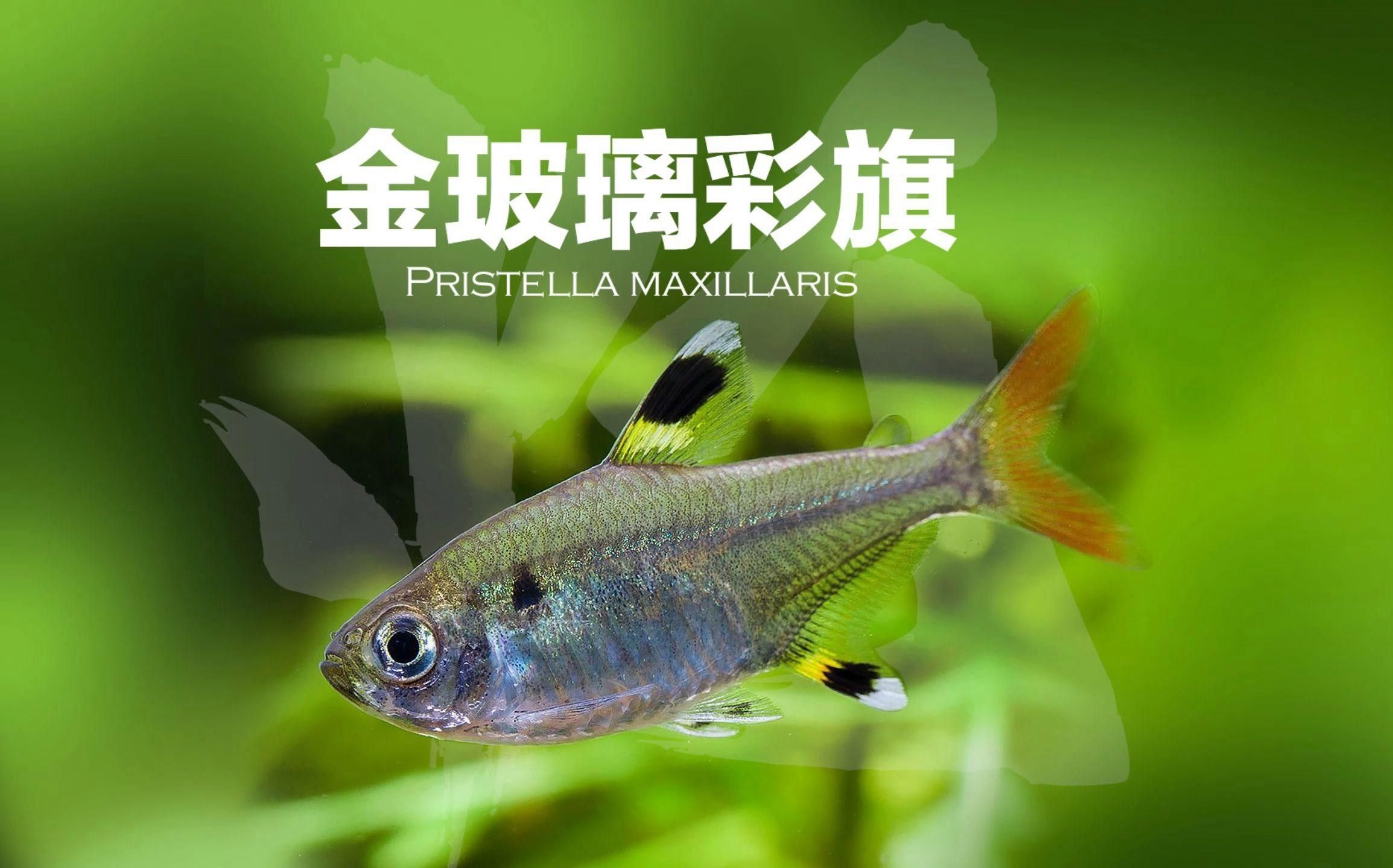 網(wǎng)評最好吃的“5種魚”，吃過三種的是土豪，網(wǎng)評最好吃的“5種魚”,吃過三種的是土豪,全吃過的沒幾個老弟兒說美食
