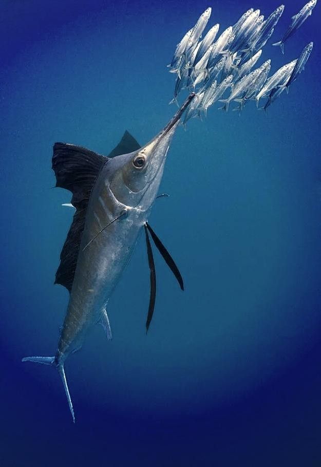 網(wǎng)評最好吃的“5種魚”，吃過三種的是土豪，網(wǎng)評最好吃的“5種魚”,吃過三種的是土豪,全吃過的沒幾個老弟兒說美食