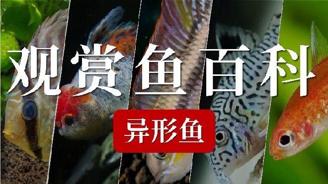 常見異形魚品種大揭秘，看看這些奇特生物，公認的十大最好看異形魚嗶哩嗶哩嗶哩嗶哩嗶哩嗶哩大揭秘