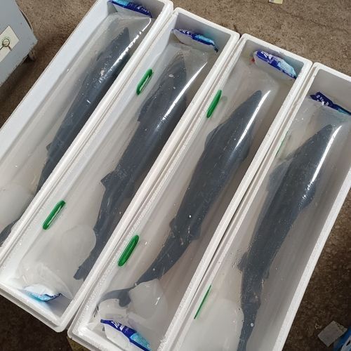 鱘龍魚圖片大全大圖展示，肉質鮮嫩,爽神柏賢說事，鱘龍魚圖片大全
