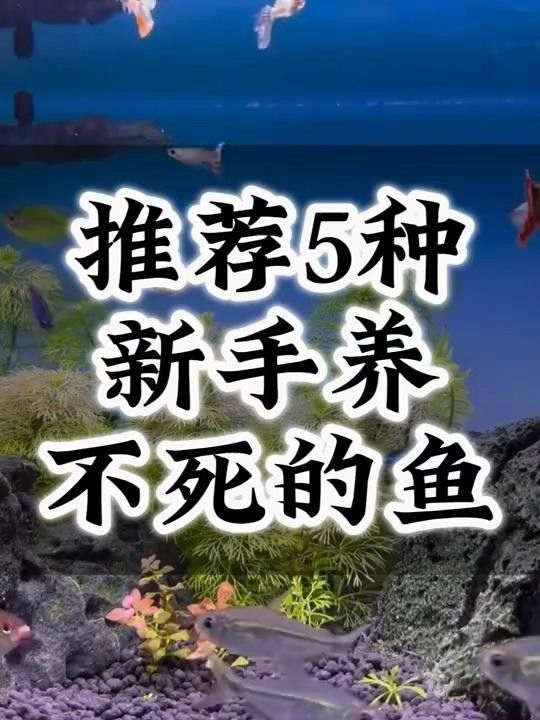 十種適合新手飼養的淡水魚，十大小型淡水魚適合新手入門的十大小型淡水瑪麗球魚