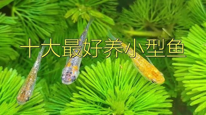 十種適合新手飼養的淡水魚，十大小型淡水魚適合新手入門的十大小型淡水瑪麗球魚