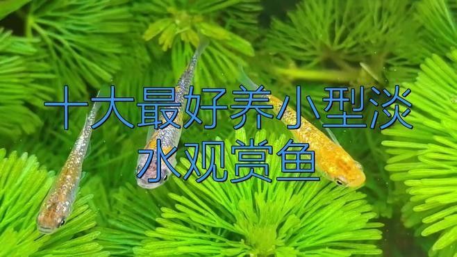 十種適合新手飼養(yǎng)的淡水魚，十大小型淡水魚適合新手入門的十大小型淡水瑪麗球魚