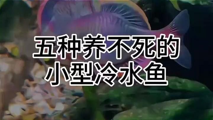 十種適合新手飼養的淡水魚，十大小型淡水魚適合新手入門的十大小型淡水瑪麗球魚