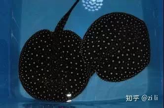 魚黑金一對的價格因地區、商家和購買渠道的不同而有所差異，047魚黑金一對的價格因地區、商家和購買渠道的不同而有差異