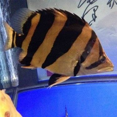 魚黑金一對的價格因地區、商家和購買渠道的不同而有所差異，047魚黑金一對的價格因地區、商家和購買渠道的不同而有差異