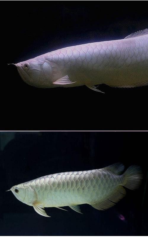 金銀龍魚的圖片大全，你知道多少？，金銀龍魚圖片大全，4大極品龍魚,有的售價達(dá)百萬