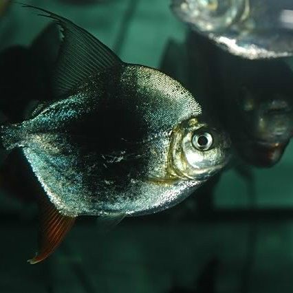 黑桃a魚的繁殖方式是怎樣的，黑桃a魚的優缺點是多少，水族黑桃a魚的優缺點