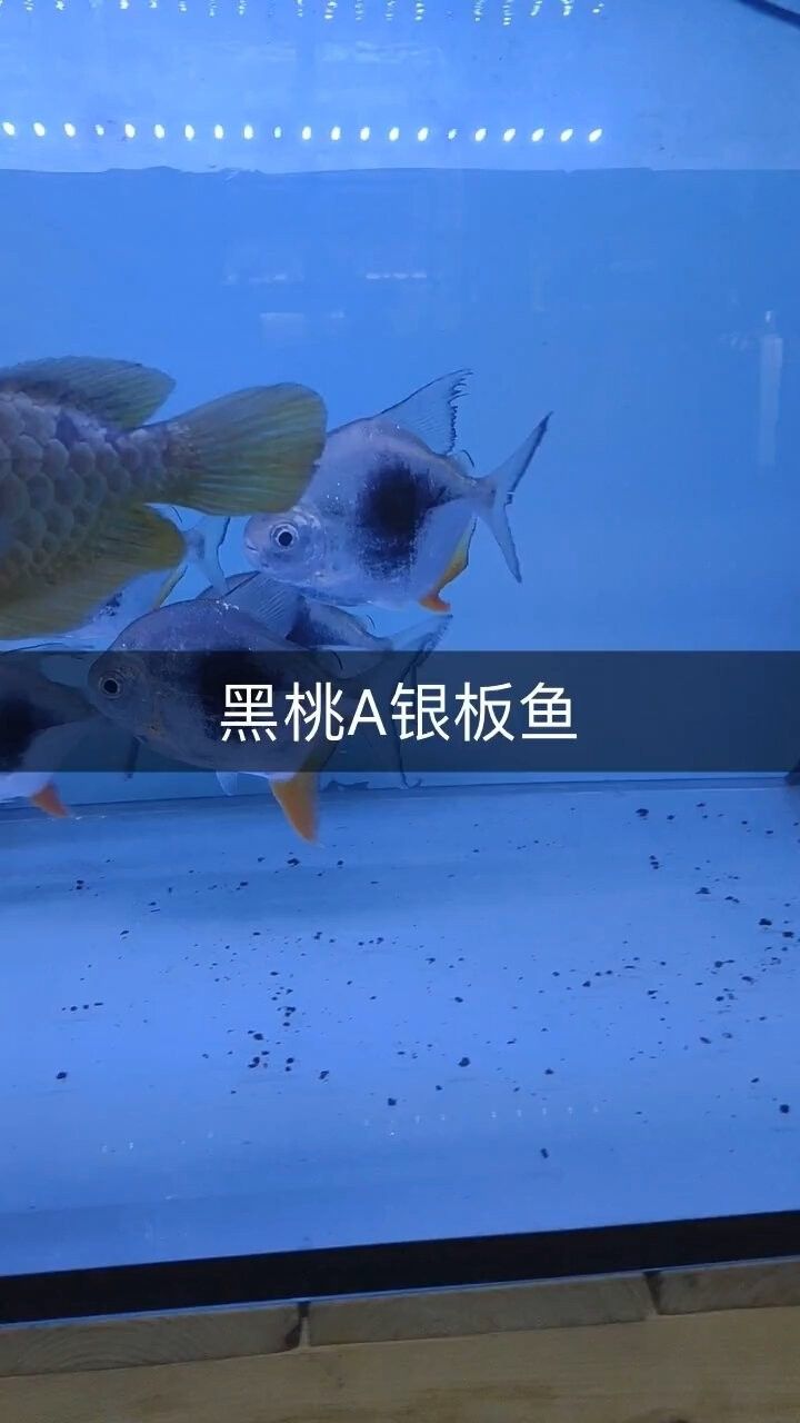 黑桃a魚的繁殖方式是怎樣的，黑桃a魚的優缺點是多少，水族黑桃a魚的優缺點