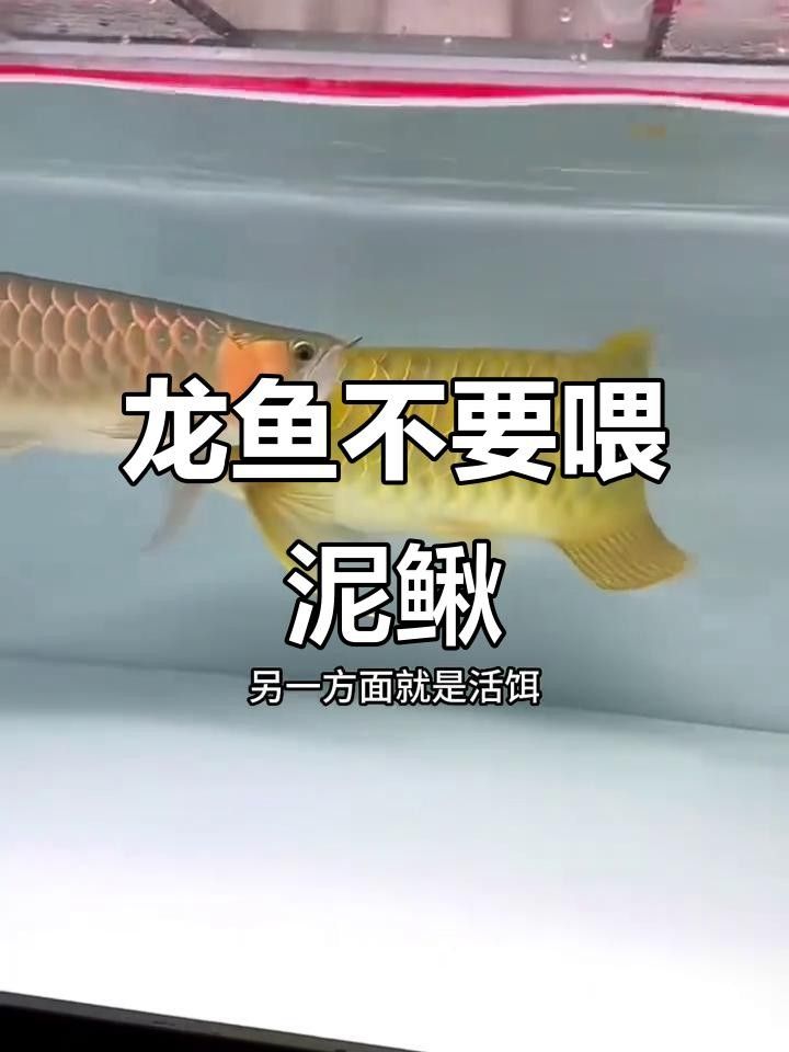 龍魚喂泥鰍的利與弊，如何正確選擇食物，龍魚可以喂活泥鰍給龍魚嗎？ 龍魚喂泥鰍的利與弊，如何正確選擇食物，龍魚可以喂活泥鰍給龍魚嗎？ 觀賞魚百科 第2張
