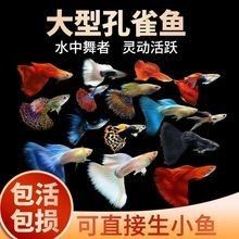 廣州觀賞魚批發網站，廣州地區觀賞魚批發網站