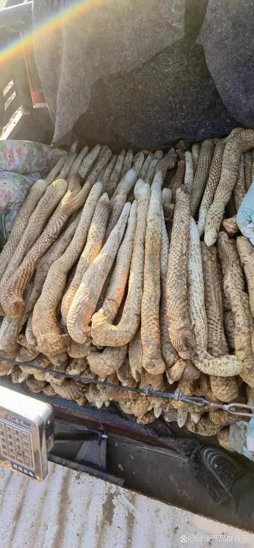 阿拉善左旗十大特產(chǎn)萌趣鮮包君依然還是這個(gè)老店等你，內(nèi)蒙古阿拉善十大特產(chǎn)