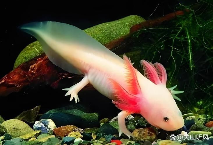 廣東男子釣獲“遠(yuǎn)古恐龍魚”，背鰭銳利似劍龍！網(wǎng)友：值好幾百！，廣東男子釣獲“遠(yuǎn)古恐龍魚”,背鰭銳利似劍龍!網(wǎng)友:值好幾百!