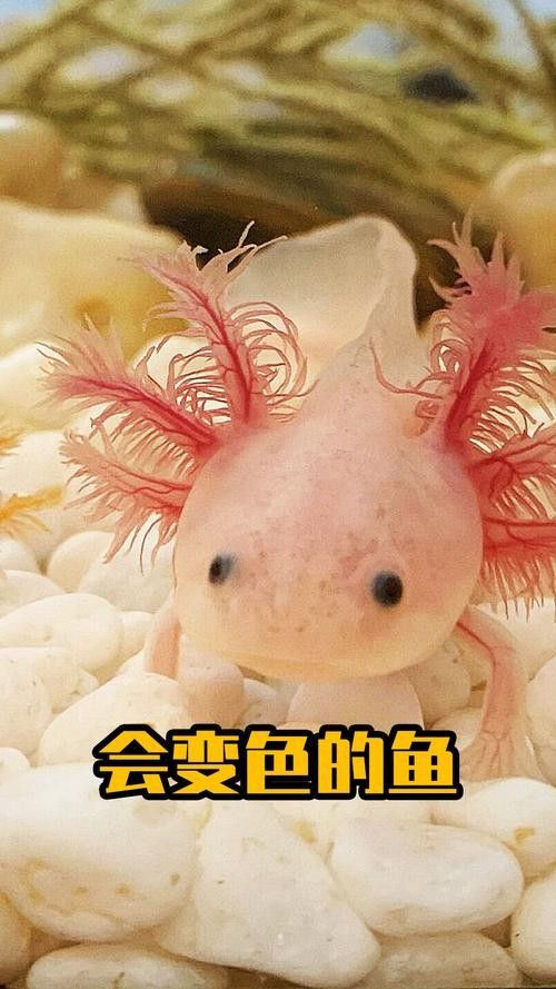 廣東男子釣獲“遠(yuǎn)古恐龍魚”，背鰭銳利似劍龍！網(wǎng)友：值好幾百！，廣東男子釣獲“遠(yuǎn)古恐龍魚”,背鰭銳利似劍龍!網(wǎng)友:值好幾百!