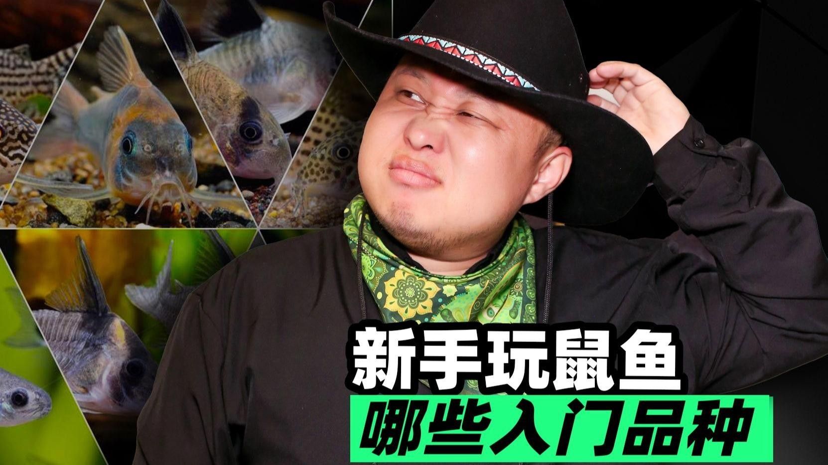 十大口碑最好的鼠魚品種推薦：十大口碑最好的鼠魚品種，十大口碑最好的鼠魚品種